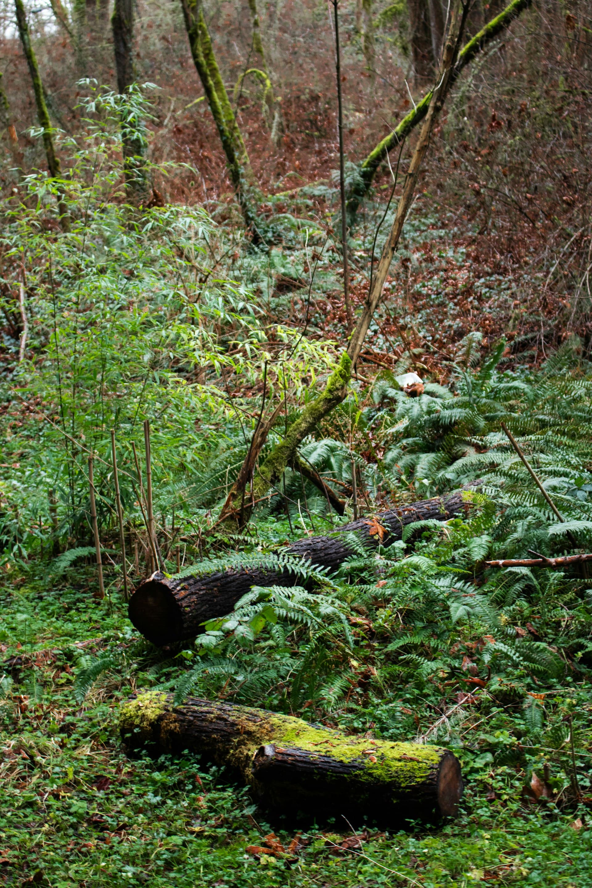 Lush moss-covered forest floor in Pacific Northwest Seattle area showing wet climate conditions