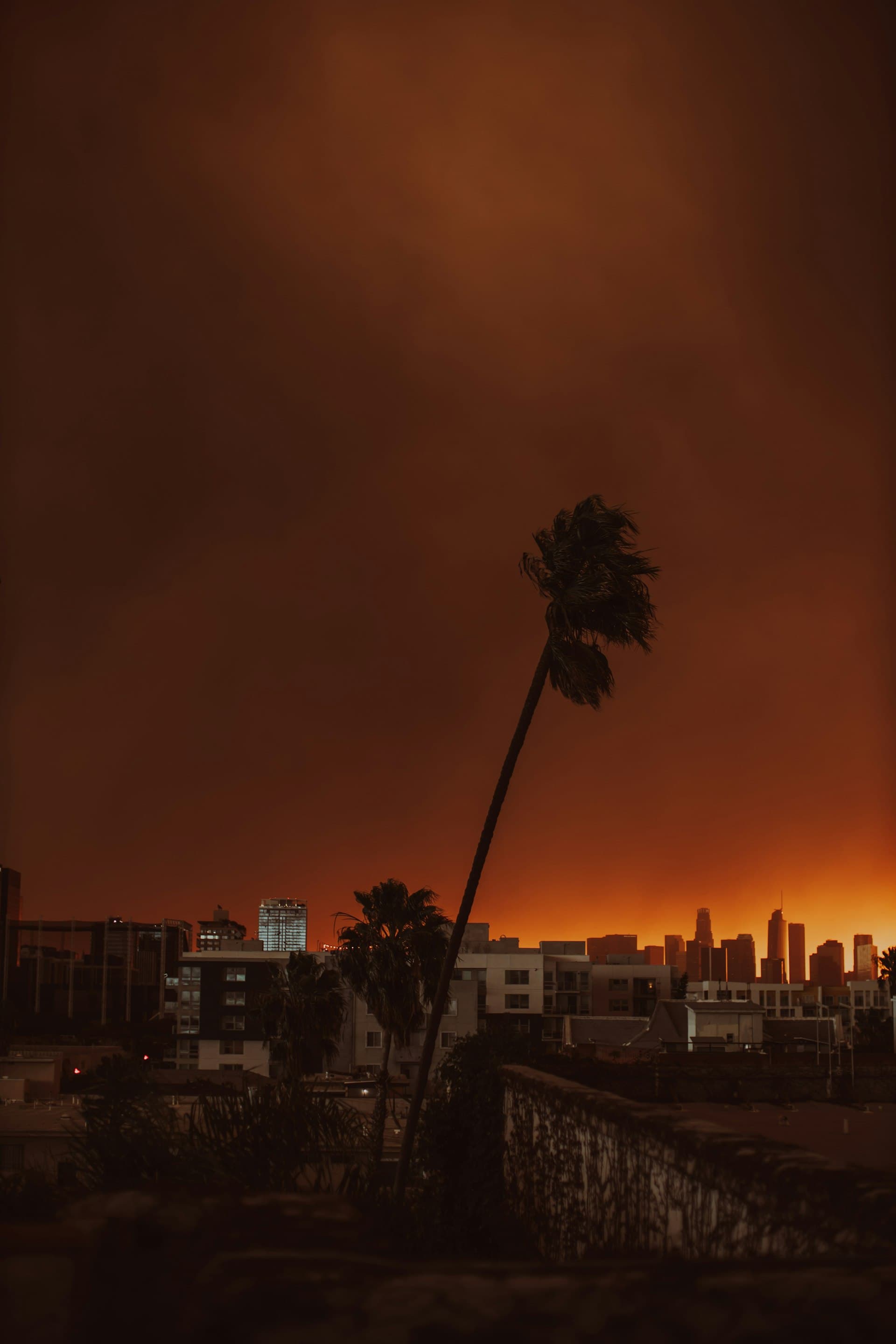Palm tree silhouette against orange sky during Palisades fire in Los Angeles showing wildfire conditions
