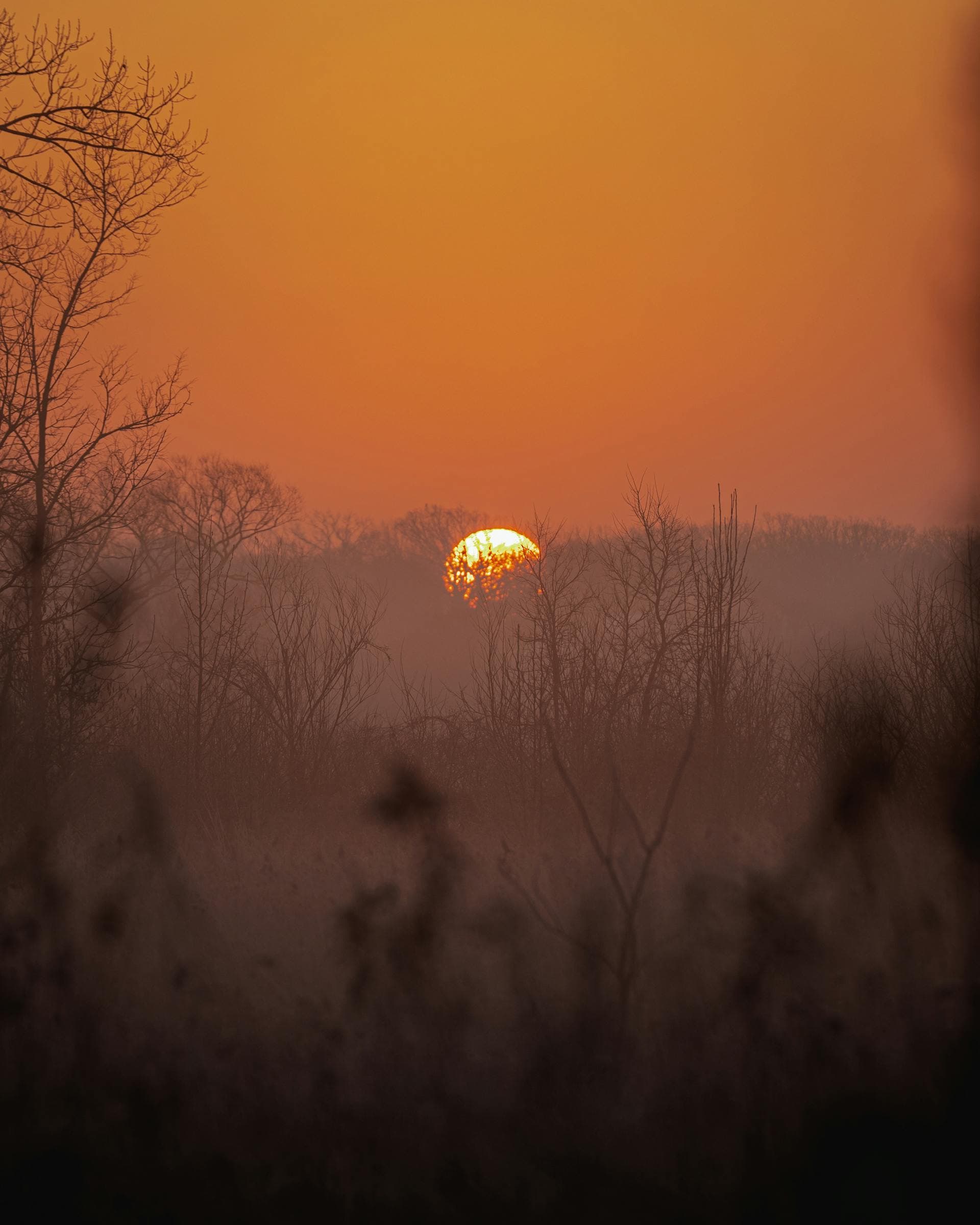 Golden winter sunrise over misty trees in Naperville Illinois
