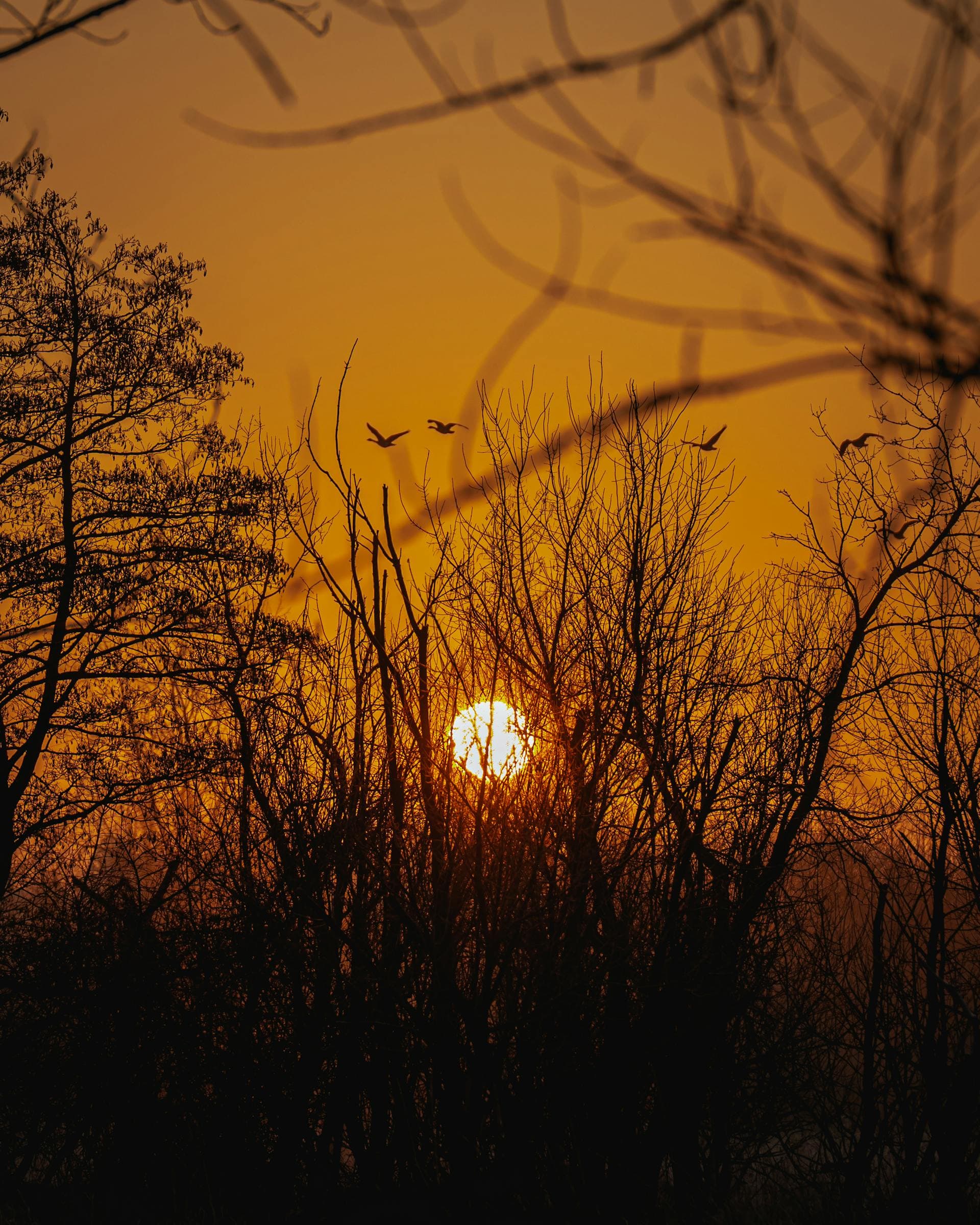Winter sunset with birds flying over bare trees in Naperville Illinois