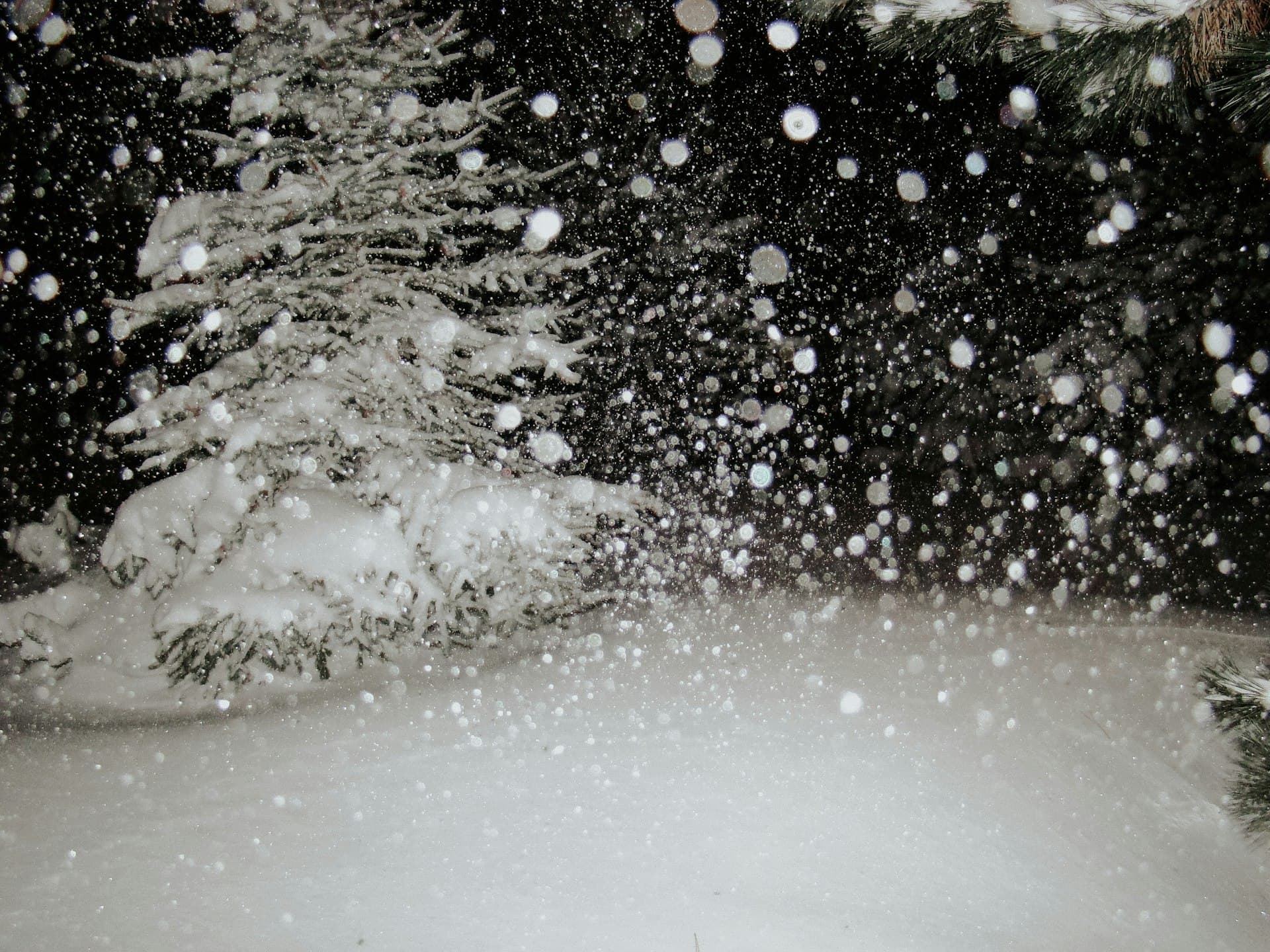 Nevada winter blizzard with heavy snowfall covering evergreen trees
