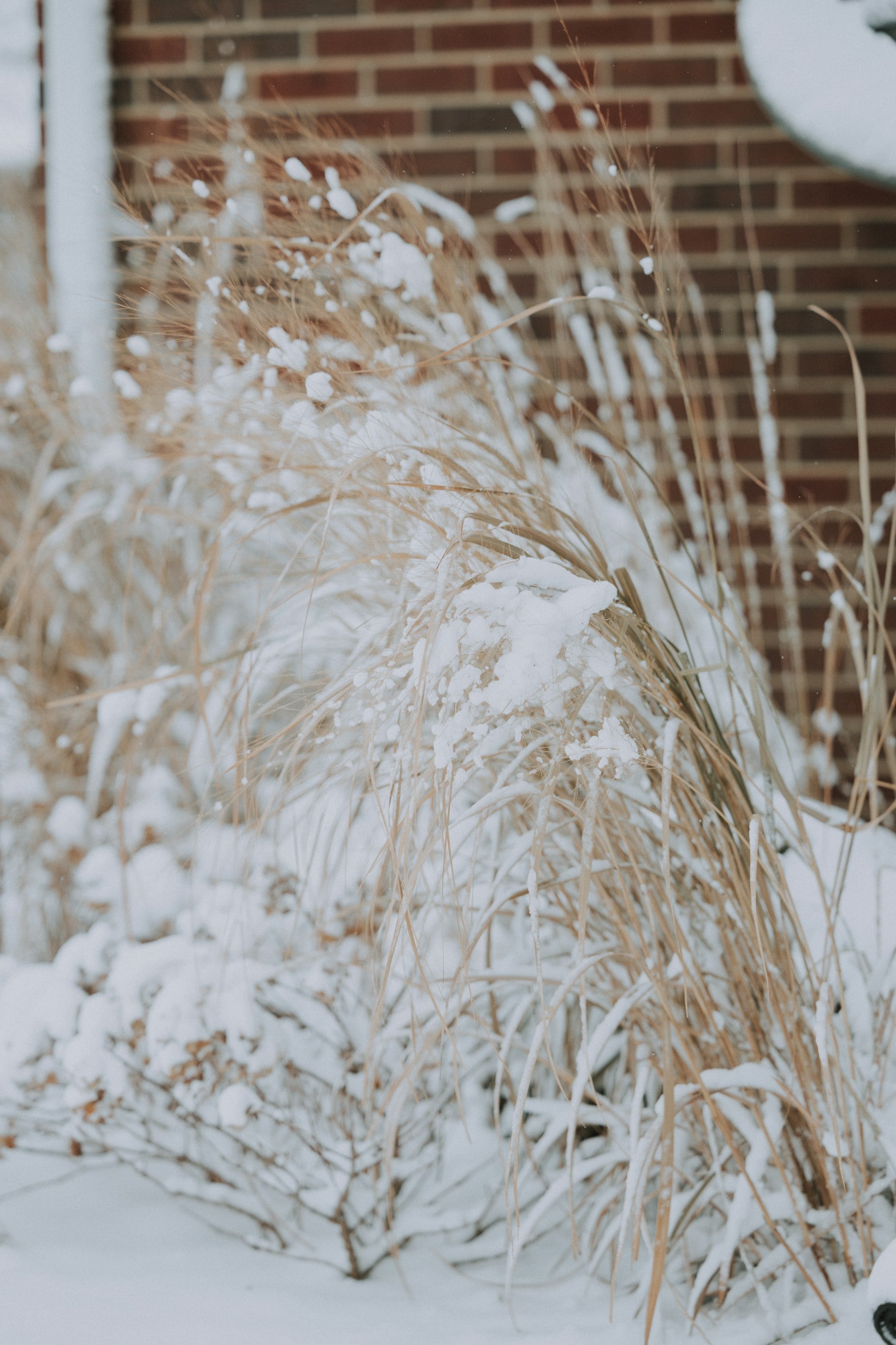 Winter snow scene in Illinois with brick building and ornamental grasses