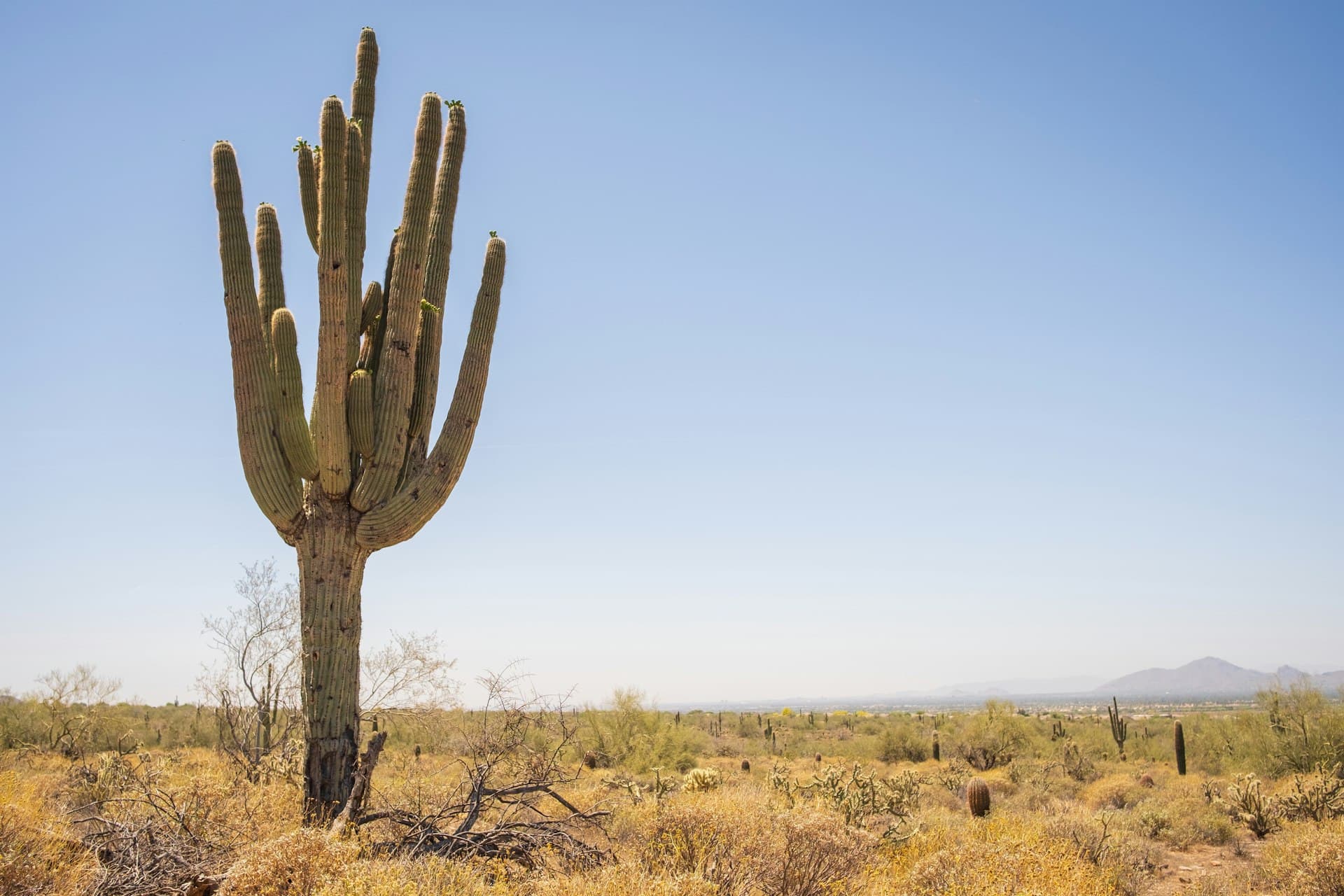 Saguaro cactus in Scottsdale Arizona desert landscape