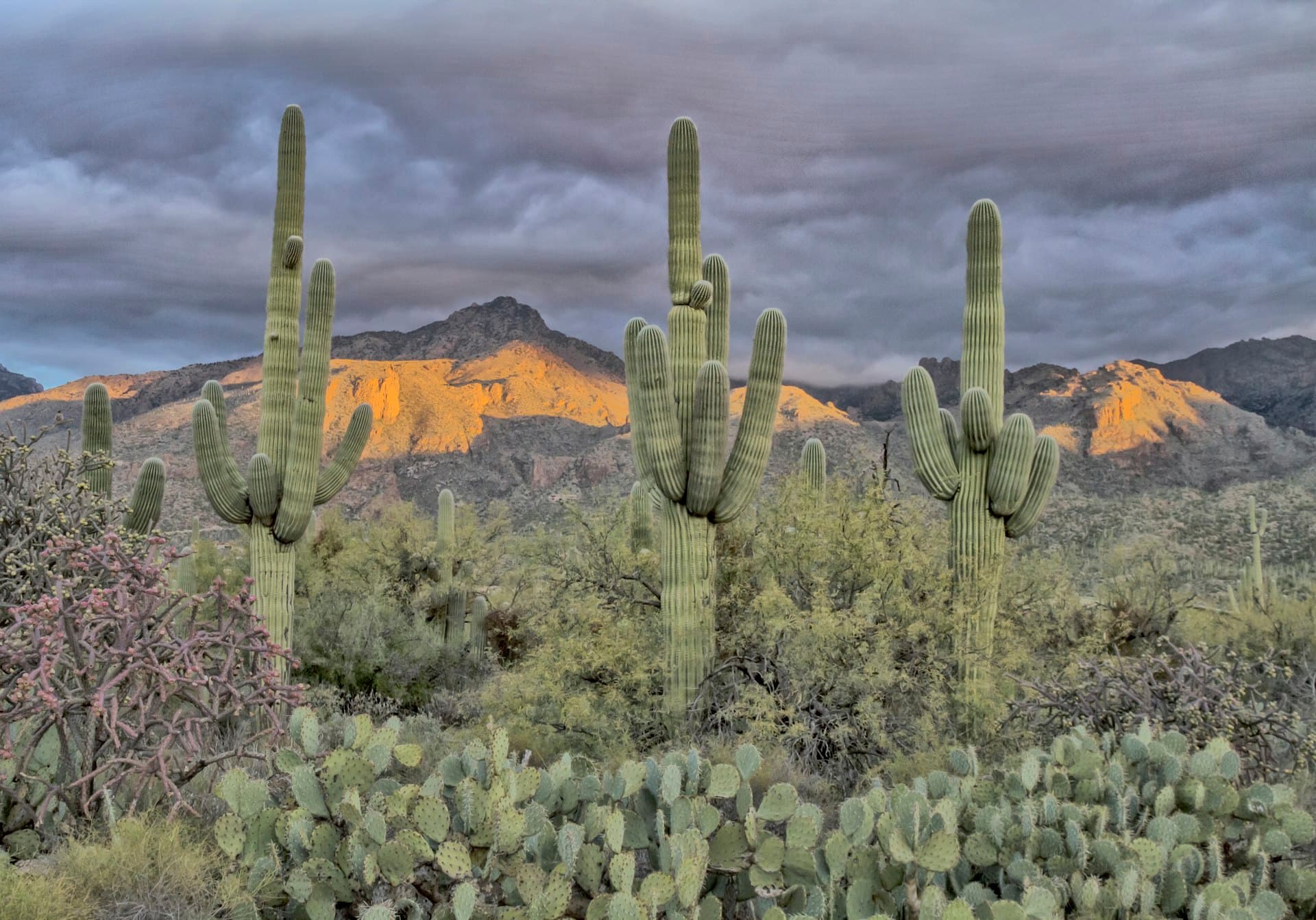 Saguaro cacti with Catalina Mountains in Sabino Canyon area of Tucson