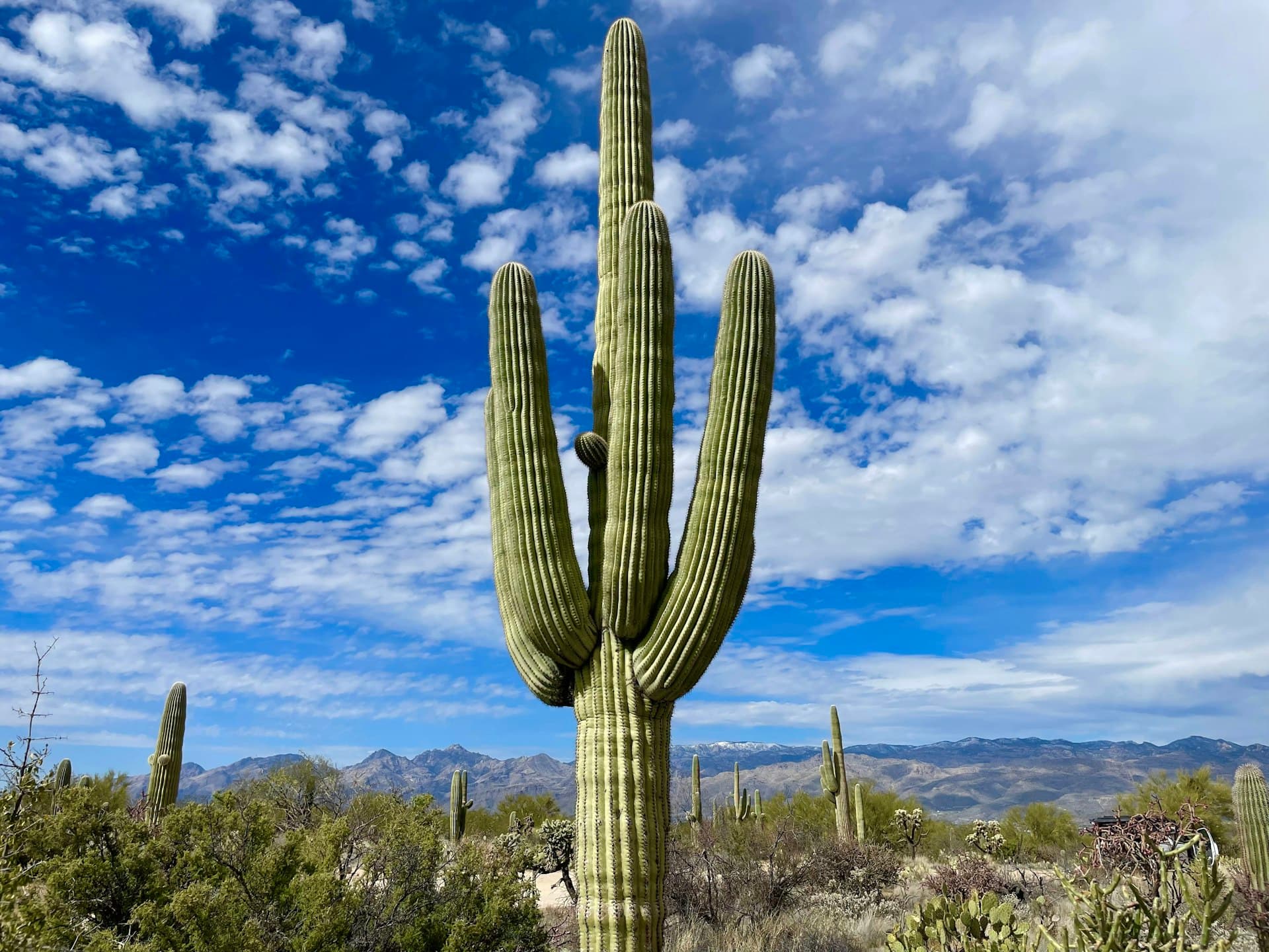 Iconic saguaro cactus at Saguaro National Park near Tucson Arizona